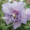 Hibiscus 'Sugared Almond' -Garden Whisper Shop HIBI V12369 A h