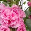 Hollyhock Rosea 'Pleniflora' 2 Hollyhock Rosea 'Pleniflora' -Garden Whisper Shop HOLL V59528 A h