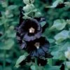Hollyhock 'Nigra' -Garden Whisper Shop HOLL V65474 A h