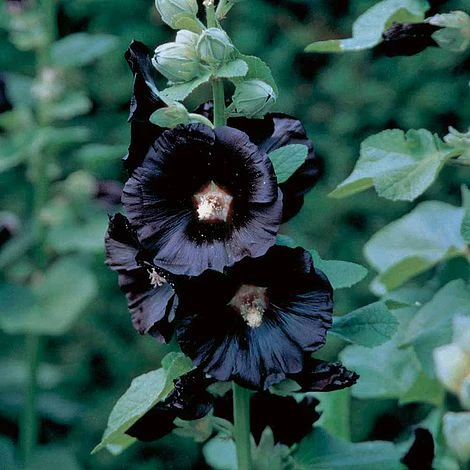 Hollyhock 'Nigra' 3 Hollyhock 'Nigra'