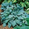 Hosta 'Fragrant Blue' -Garden Whisper Shop HOST V63461 A h