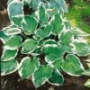 Hosta 'Minuteman' -Garden Whisper Shop HOST V63464 A h