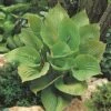 Hosta 'Sum And Substance' -Garden Whisper Shop HOST V63468 A h