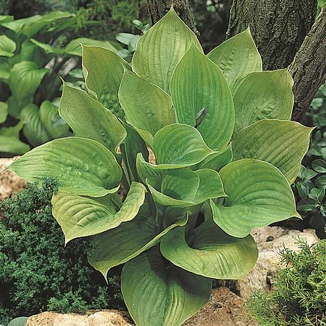 Hosta 'Sum And Substance' 3 Hosta 'Sum And Substance'