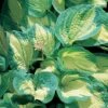 Hosta 'Great Expectations' -Garden Whisper Shop HOST V63470 A h