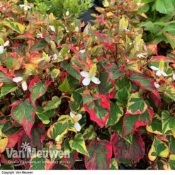Houttuynia Cordata 'Chameleon' -Garden Whisper Shop HOUT V59309 D