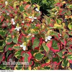 Houttuynia Cordata 'Chameleon' -Garden Whisper Shop HOUT V59309 E