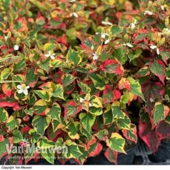 Houttuynia Cordata 'Chameleon' -Garden Whisper Shop HOUT V59309 F