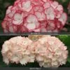 Hydrangea 'Frills' Duo -Garden Whisper Shop HYDR V74418 A h