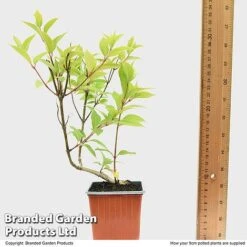 Hydrangea Paniculata 'Magical Moonlight' -Garden Whisper Shop HYDR MAGICM9CM T49364