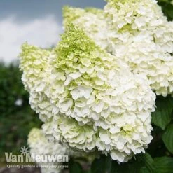 Hydrangea Paniculata 'Magical Moonlight' -Garden Whisper Shop Hyd MagicalMoon VM 2