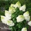Hydrangea Paniculata 'Magical Moonlight' -Garden Whisper Shop Hydrangea MagicalMoonlight 1