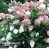 Hydrangea Paniculata 'Vanille Fraise' -Garden Whisper Shop Hydrangea Vanille Fraise