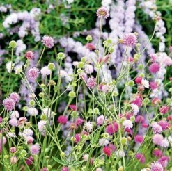 Knautia Macedonica 'Melton Pastels' -Garden Whisper Shop KNAU MELTONPAS U49880 NOW1