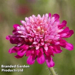 Knautia Macedonica 'Melton Pastels' -Garden Whisper Shop KNAU MELTONPAS W498781