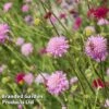 Knautia Macedonica 'Melton Pastels' 2 Knautia Macedonica 'Melton Pastels' -Garden Whisper Shop KNAU MELTONPAS W498791