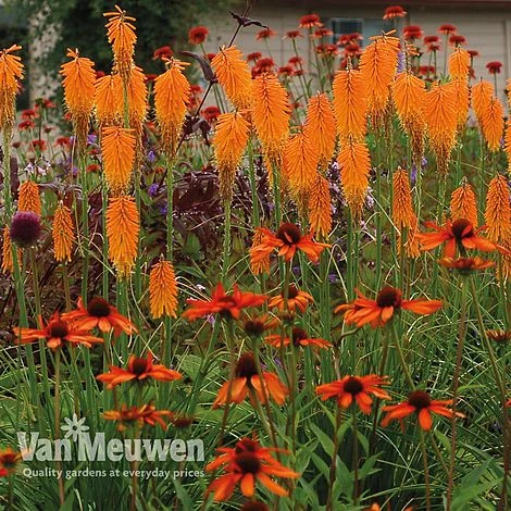 Red Hot Poker 'Mango Popsicle' 3 Red Hot Poker 'Mango Popsicle'