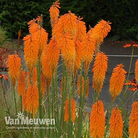 Red Hot Poker 'Mango Popsicle' 4 Red Hot Poker 'Mango Popsicle' - Image 2