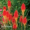 Red Hot Poker 'Papaya Popsicle' -Garden Whisper Shop KNIP V66427 A