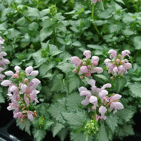 Lamium Maculatum 'Pink Pewter' 2 Lamium Maculatum 'Pink Pewter'