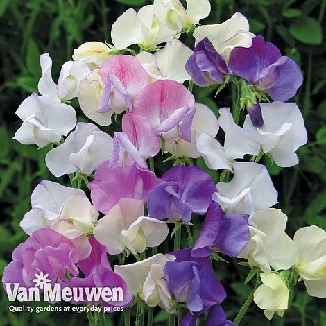 Sweet Pea 'Scent Infusion' 3 Sweet Pea 'Scent Infusion'
