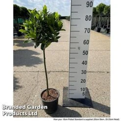 Bay Tree Standard -Garden Whisper Shop LAUR NOBILISTD S52051