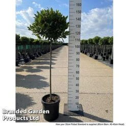 Bay Tree Standard -Garden Whisper Shop LAUR NOBILISTD S52052