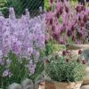 Lavender Collection 1 Lavender Collection -Garden Whisper Shop LAVE 69672V A h