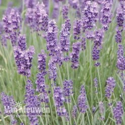 Lavender Duo -Garden Whisper Shop LAVE V13899 C
