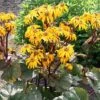 Ligularia Dentata 'Midnight Lady' 2 Ligularia Dentata 'Midnight Lady' -Garden Whisper Shop LIGU V59638 A h
