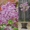 Lilac 'Palibin' -Garden Whisper Shop LILAC 63200 A