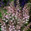 Linaria Purpurea 'Cannon J Went' -Garden Whisper Shop LINA V65566 A h