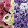 Lisianthus Collection 2 Lisianthus Collection -Garden Whisper Shop LISI 68659V A h