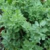 Lovage -Garden Whisper Shop LOVA V59634 A h