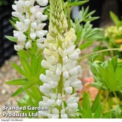 Lupin 'Street Party Collection' -Garden Whisper Shop LUPI 70654 D