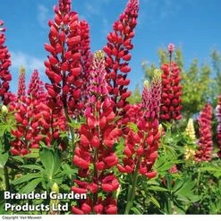 Lupin 'Street Party Collection' -Garden Whisper Shop LUPI 70655 B