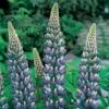 Lupin 'The Governor' -Garden Whisper Shop LUPI V59093 A h