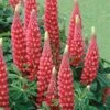 Lupin 'The Page' -Garden Whisper Shop LUPI V59095 A h