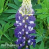 Lupin 'Gallery Blue' -Garden Whisper Shop LUPI GALLERYBL S079351