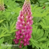 Lupin 'Gallery Red' -Garden Whisper Shop LUPI GALLERYRE S079361