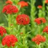 Lychnis Chalcedonica -Garden Whisper Shop LYCH V65604 A h