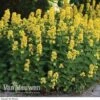 Lysimachia Punctata -Garden Whisper Shop LYSI VKA0173 A1