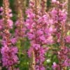 Lythrum Salicaria 'Robin' 1 Lythrum Salicaria 'Robin' -Garden Whisper Shop LYTH V59642 A h