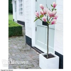 Magnolia 'Red Lucky' -Garden Whisper Shop MAGN 62569 B