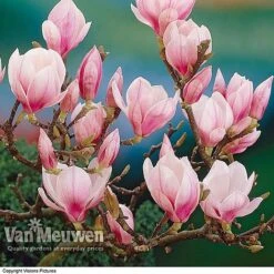Magnolia 'Red Lucky' -Garden Whisper Shop MAGN V11821 A