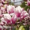 Magnolia 'Red Lucky' -Garden Whisper Shop MAGN V11821 C