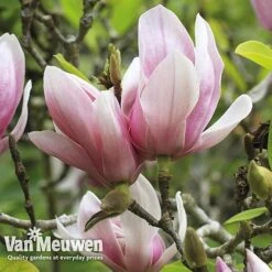 Magnolia 'Red Lucky' -Garden Whisper Shop MAGN V11821 E