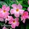 Mandevilla 'Bloom Bells® Pink' 2 Mandevilla 'Bloom Bells® Pink' -Garden Whisper Shop MAND V17821 B