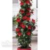 Mandevilla 'Bloom Bells® Red' 2 Mandevilla 'Bloom Bells® Red' -Garden Whisper Shop MAND V17825 A