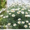 Marguerite Standard 2 Marguerite Standard -Garden Whisper Shop MARG V49062 A h